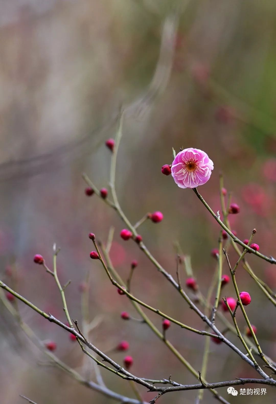 大寒时节梅花香