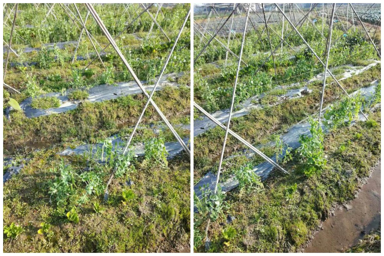 荷兰豆有机种植——中草药制剂和生物菌剂防治荷兰豆死棵病害效果