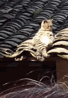 猫咪躺在屋顶上晒太阳仰躺的姿势惹怒网友网友活的不如只猫