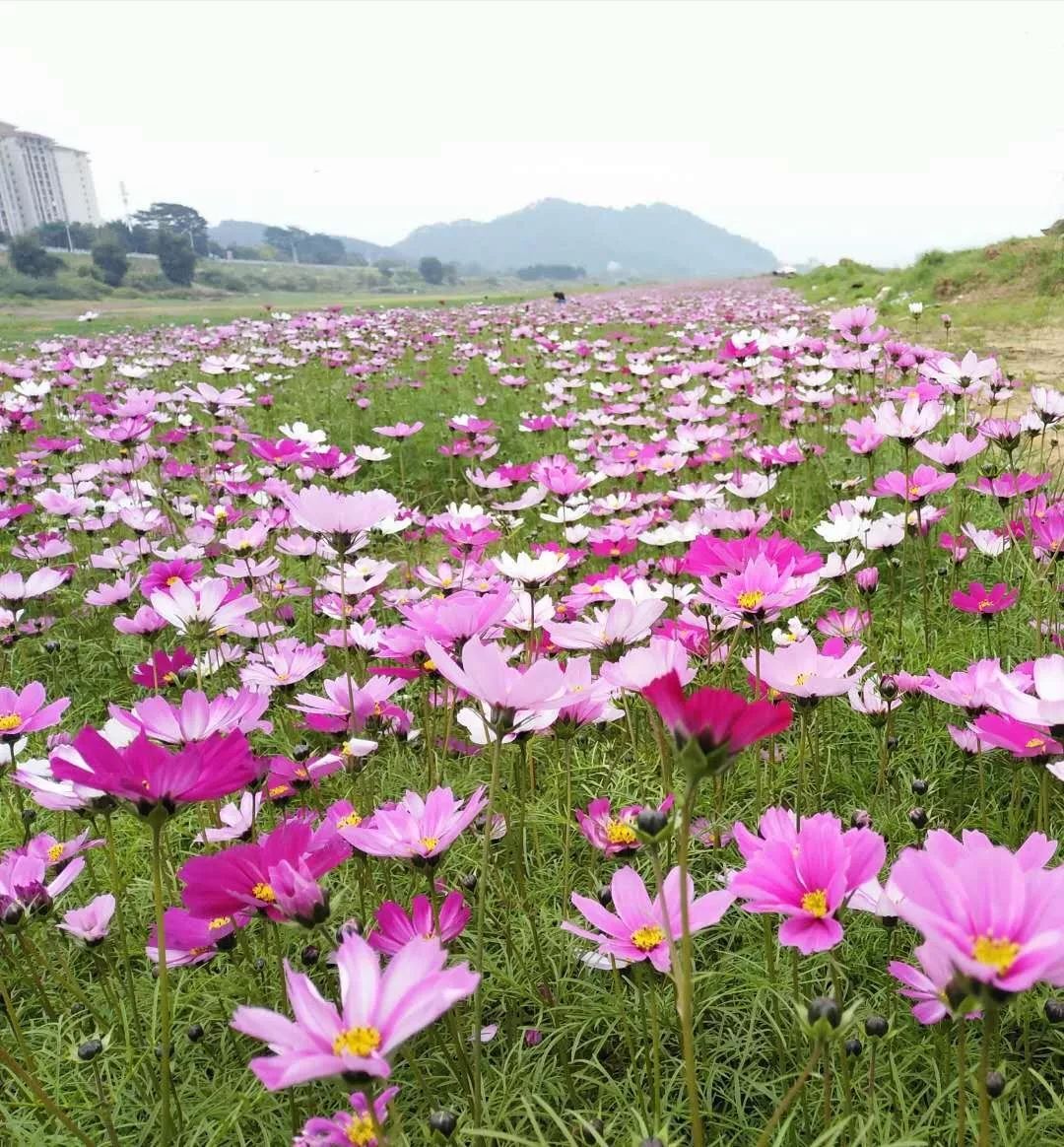 最美花期将至文明赏花从我做起