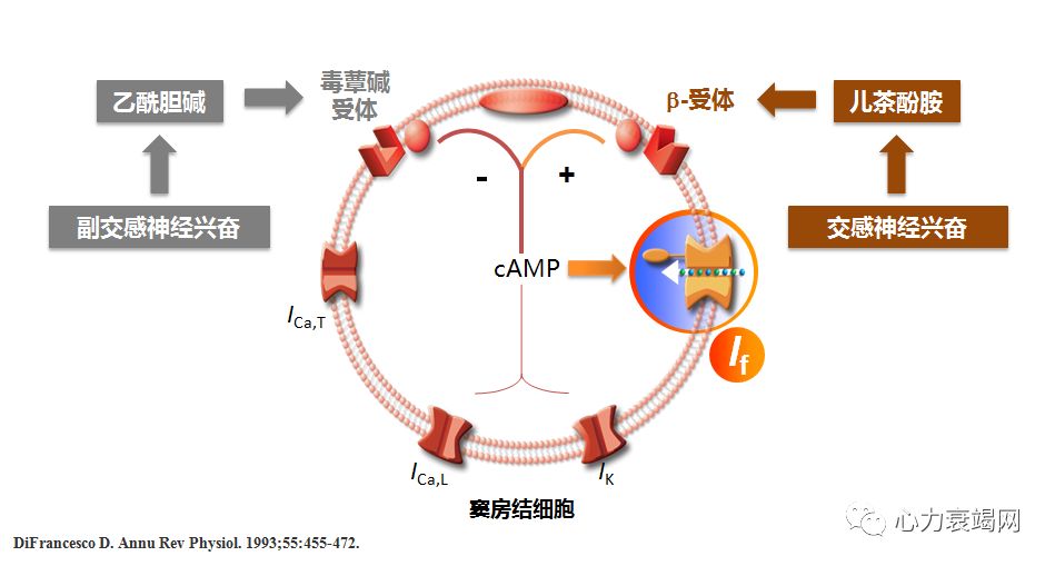 伊伐布雷定减慢窦性心率的机制β阻滞剂滴定的临床策略心衰患者出院时