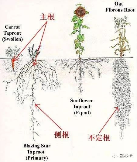 双子叶植物根系图片