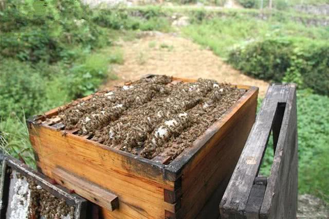 蜜蜂如何人工培育蜂王 蜜蜂如何人工培育蜂王呢