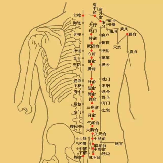 05背俞人体五脏六腑之背俞穴均分布在足太阳膀胱经第一侧线上