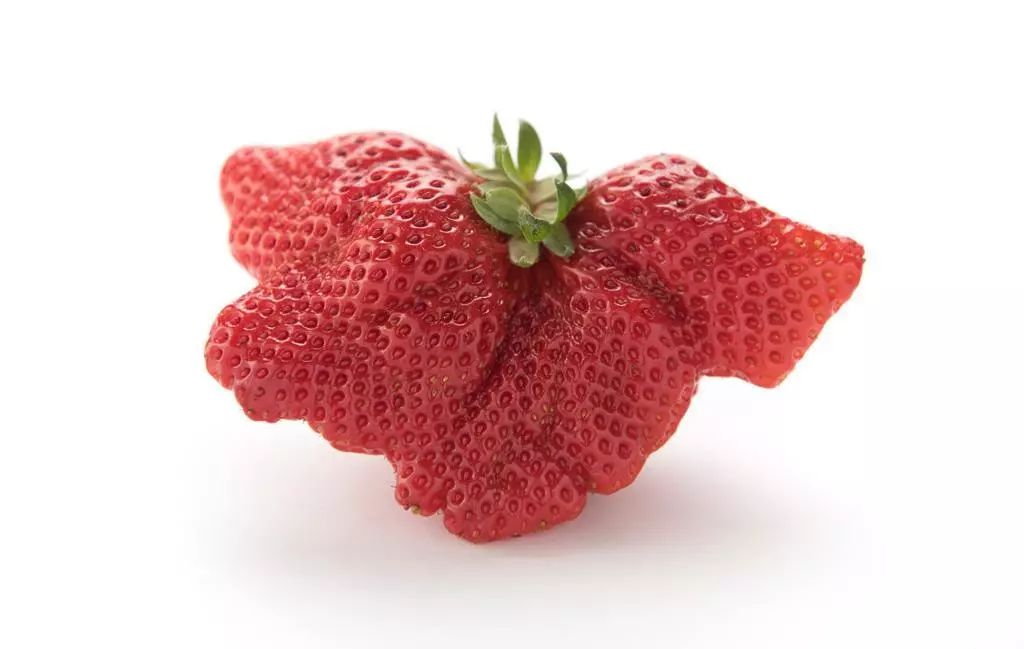 健康畸形个大的草莓到底能不能吃挑选草莓三不原则