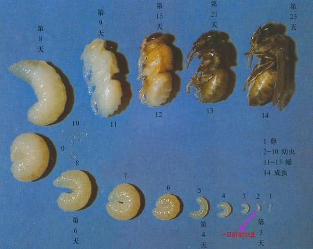 蜜蜂育种技术专业蜂场培育蜂王技巧人工育王的详细步骤