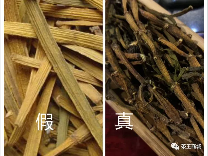 古茶树上特有的螃蟹脚你了解吗