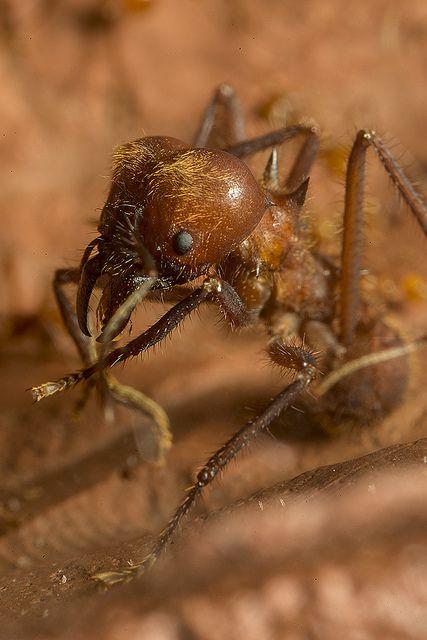 这种蚂蚁会种地,已经并且已经种了5000万年