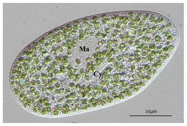 ma:大核,cy:胞咽图2 绿草履虫与内共生小球藻交互关系模式图
