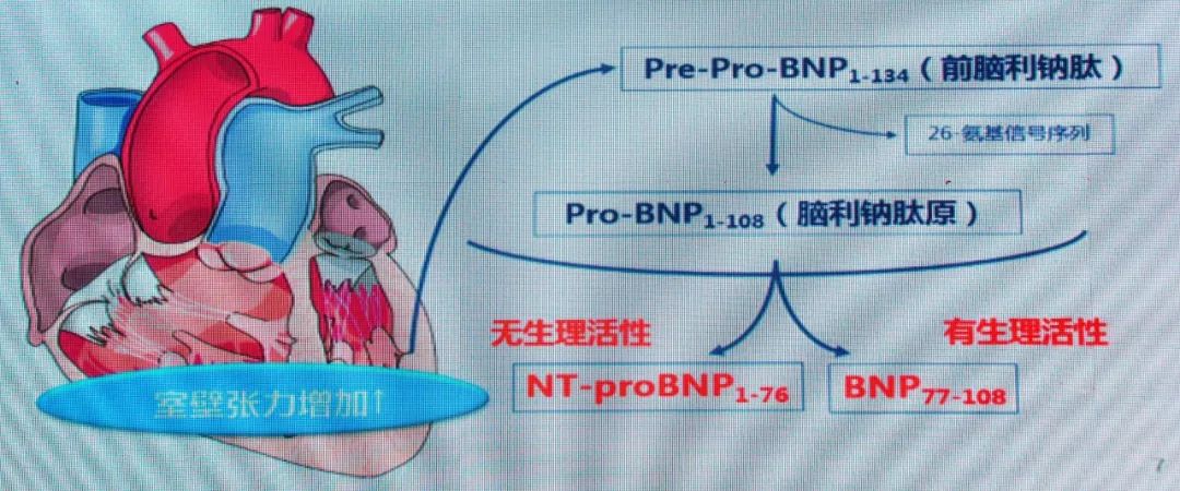 利鈉肽系統在心室中發揮有益作用表1 利鈉肽的影像因素bnp和nt-probnp