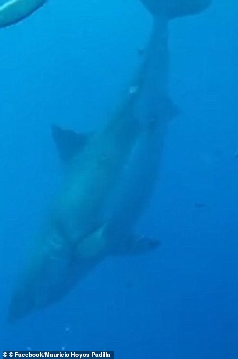 巨型大白鲨"深蓝"现身夏威夷 重2.5吨长6.1米