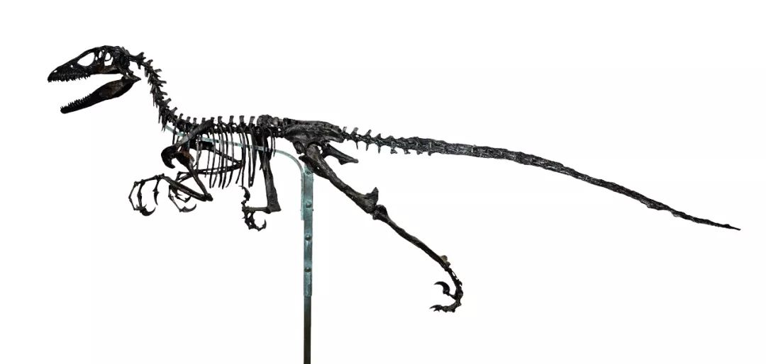 恐爪龙化石