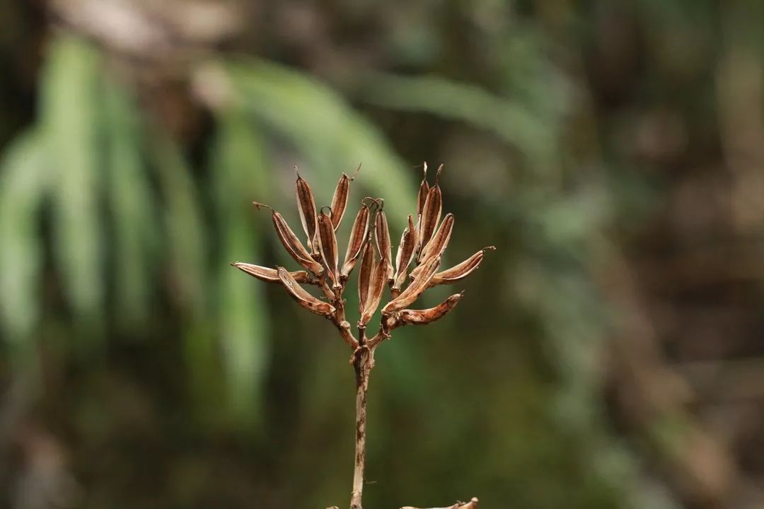 竹芋科 再力花 thalia dealbata◆◆◆◆◆旋花科 蔦蘿