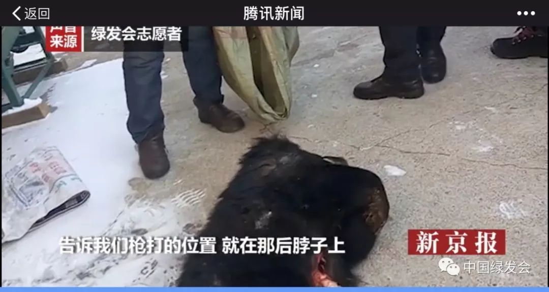 纪念第二个黑熊保护日2019年1月17日中国民间保护在行动