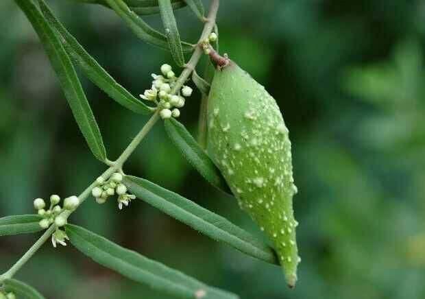 羊奶奶野果药用图片