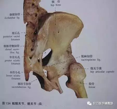 多裂肌,多裂肌短腱與止點及其與棘突和棘間韌帶.