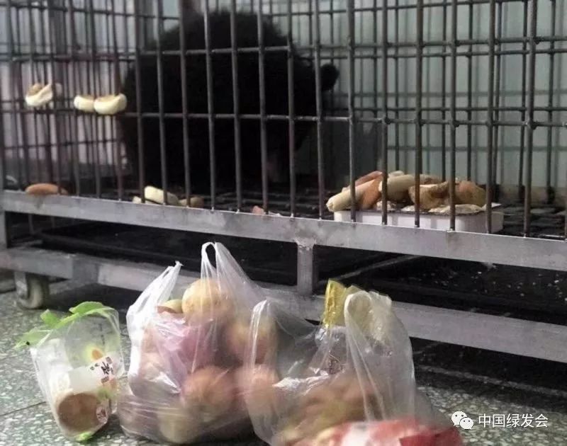 纪念第二个黑熊保护日2019年1月17日中国民间保护在行动