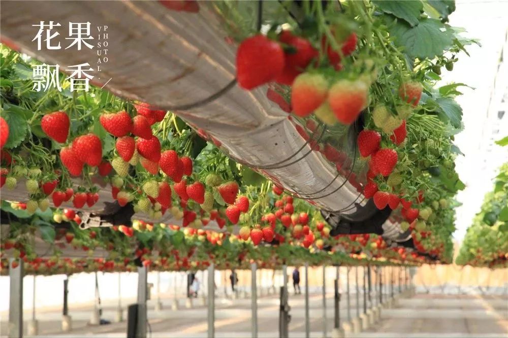 广州绿沃川空中草莓园图片