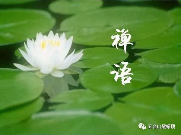 視頻:佛學的幾句禪語!