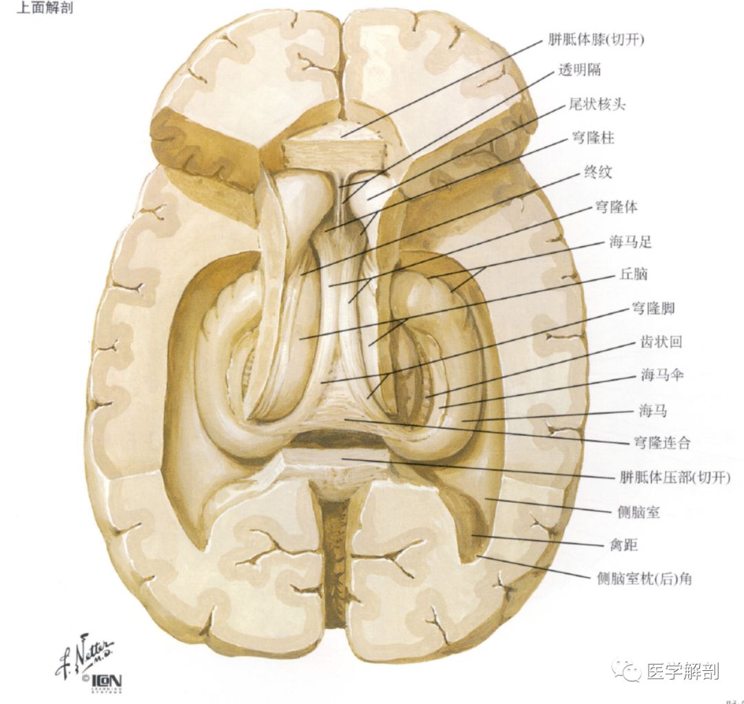 神經系統高清彩色全套解剖圖,歡迎收藏_斷層