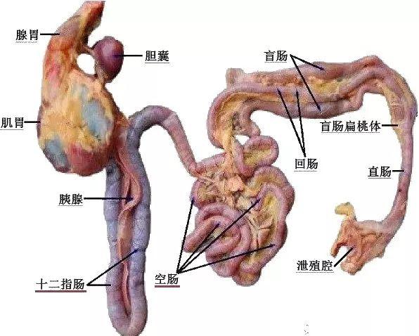 尤其是今年,雞腸炎,腸毒這塊很難控制?_腸道