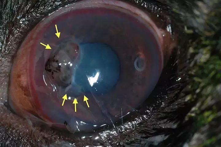 【宠物兽医课堂】角膜穿孔并不是一个样儿