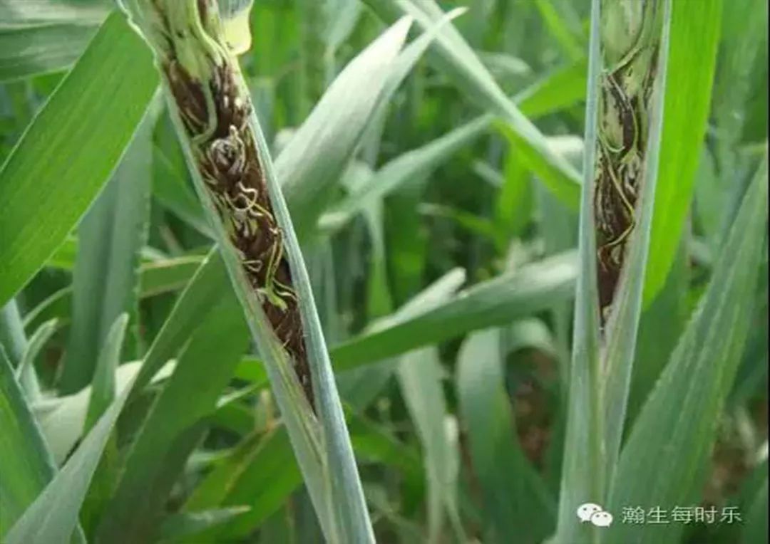 小知识冬小麦常见病虫害及防治