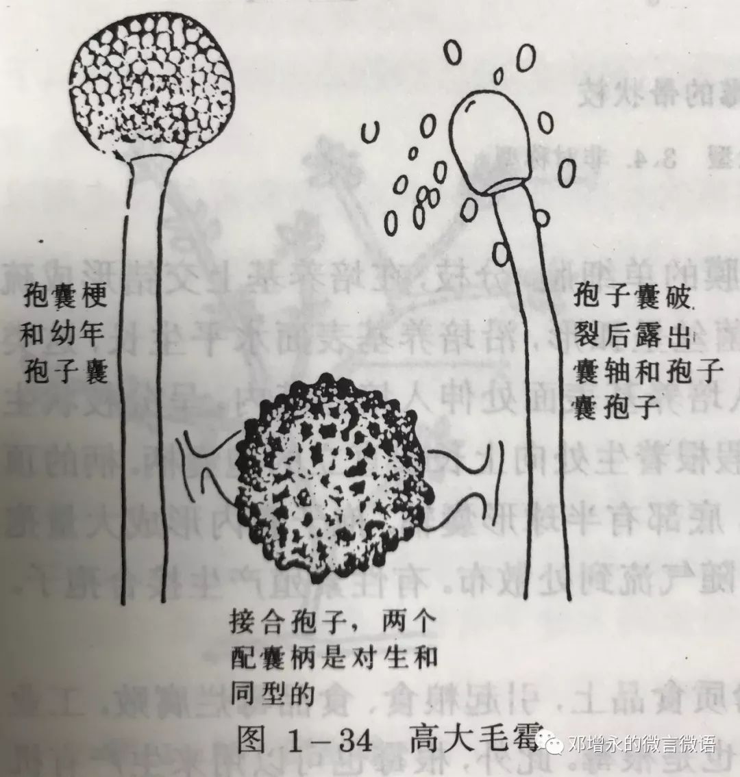 毛霉菌结构图图片