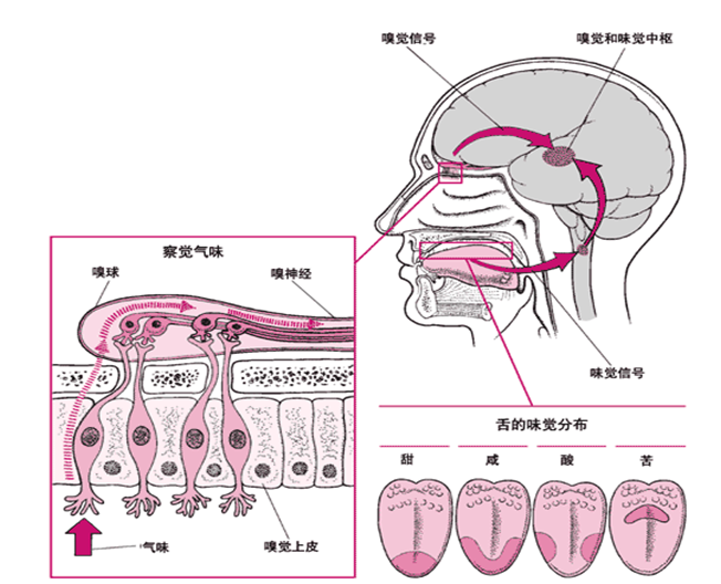 各种引起中枢性嗅神经损害或影响到嗅觉中枢的病变,均可以引起嗅觉