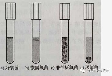 圖1 細菌在斜面和半固體培養基中的生長現象試管培養物有固體培養物和