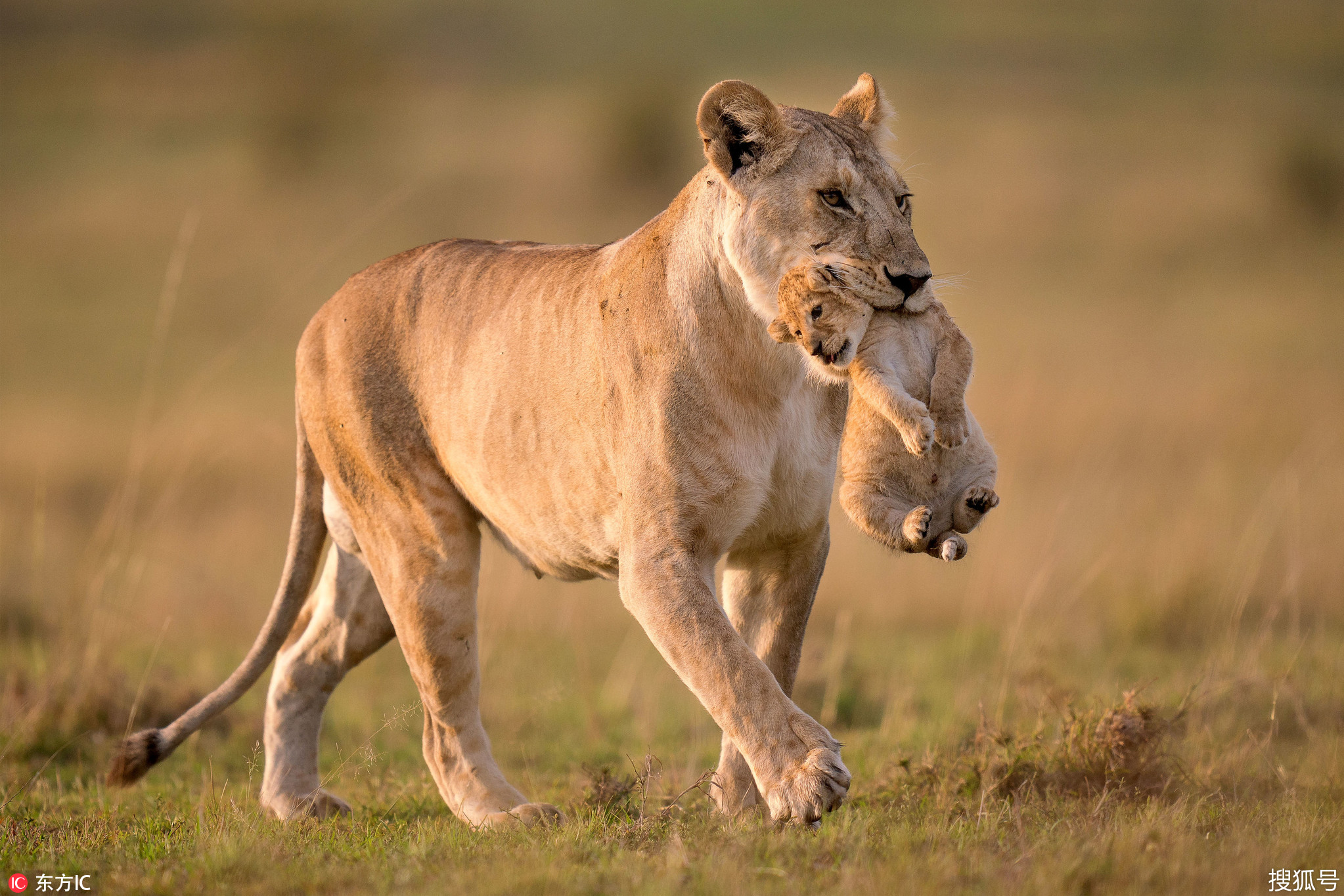 摄影师拍到非洲母狮“吃”孩子 画面难以置信-搜狐大视野-搜狐新闻