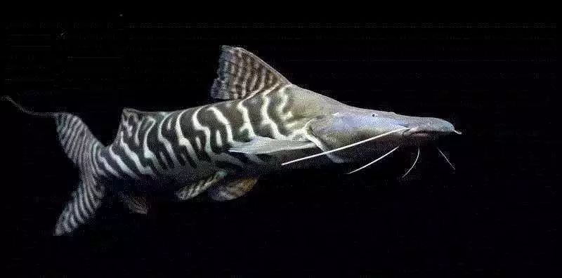 每天认识一种鱼(485)丨斑马鸭嘴 :鸭嘴兽的嘴,斑马的身体,鲶鱼的体态!