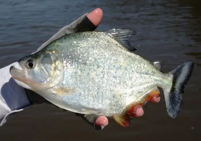 巴拉圭河大型猛魚的棲息地