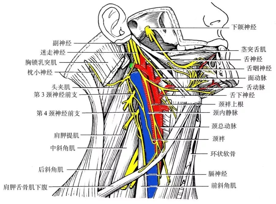 颈部结构图解剖图高清图片