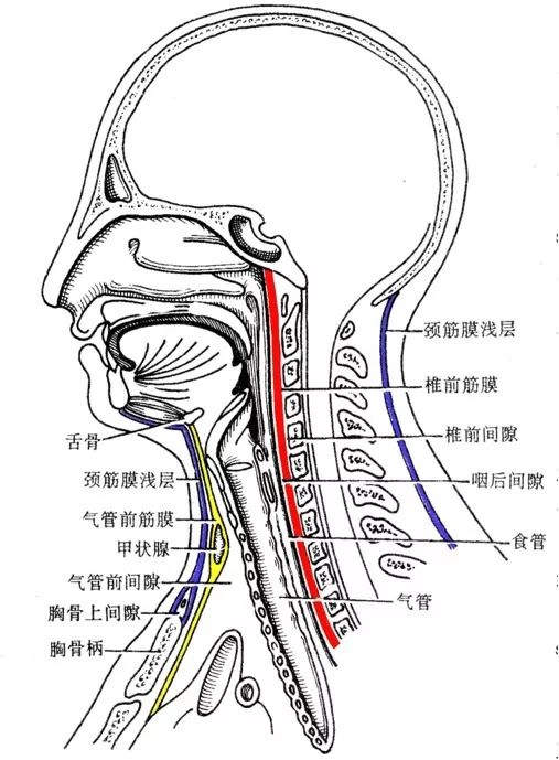 脖子解剖图结构图图片