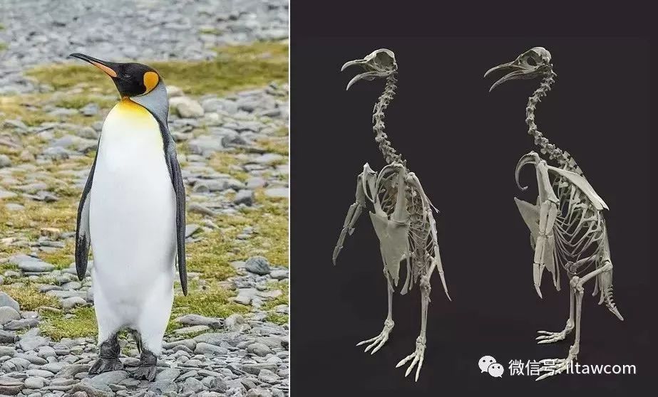 企鹅皮毛结构图片