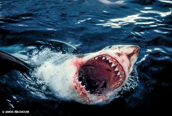 澳洲大白鲨咬人图片
