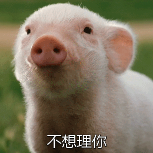 关于猪的gif表情包