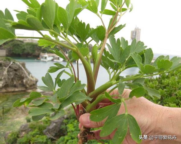 1種植物人稱長命草生長位置怪異您家有千萬別摘是福氣