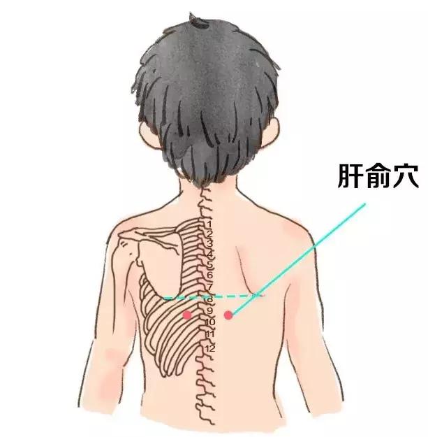 肝俞的准确位置图 图图片