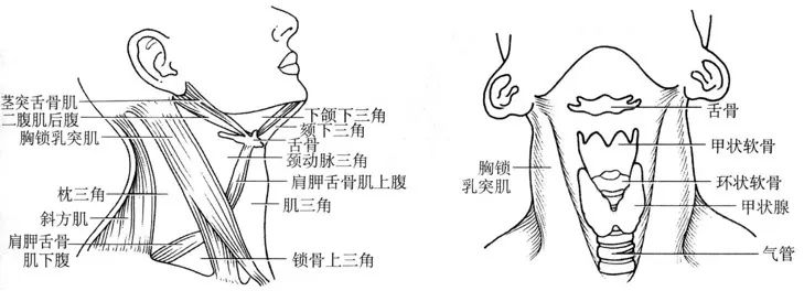 容易被忽视的颈部精细解剖有必要了解