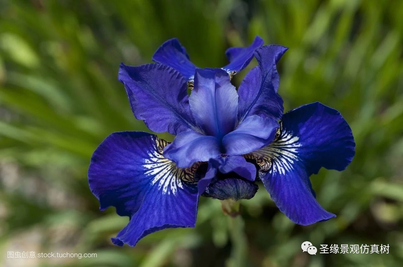 世界上各国国花及寓意法国国花鸢尾花