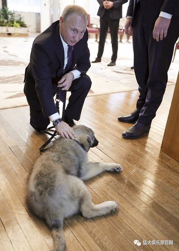 普京新宠萨普兰尼那克犬是种什么狗？