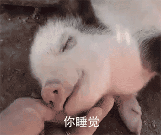 一只猪被牵着的表情包图片