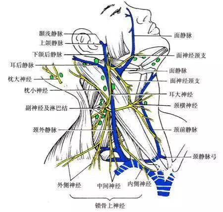 颈外静脉分支解剖图图片