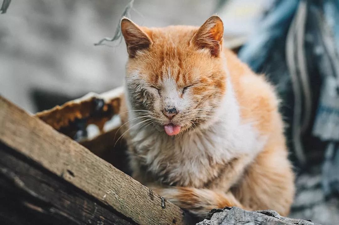 胖橘猫壁纸图片