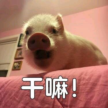 关于猪的搞笑表情包开心得像个小猪仔