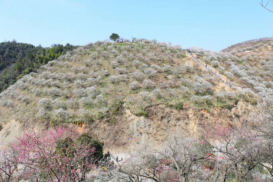 又是一年梅花盛開時,徒步安吉梅花溝,賞千畝梅林盛景_杭垓鎮