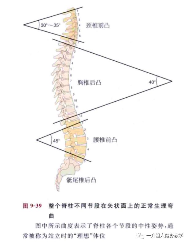 腰椎前凸角度图片