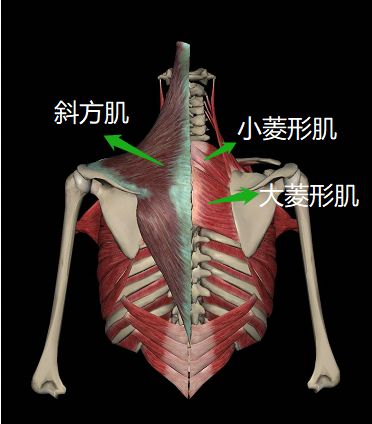 菱形肌收缩可使肩胛骨图片